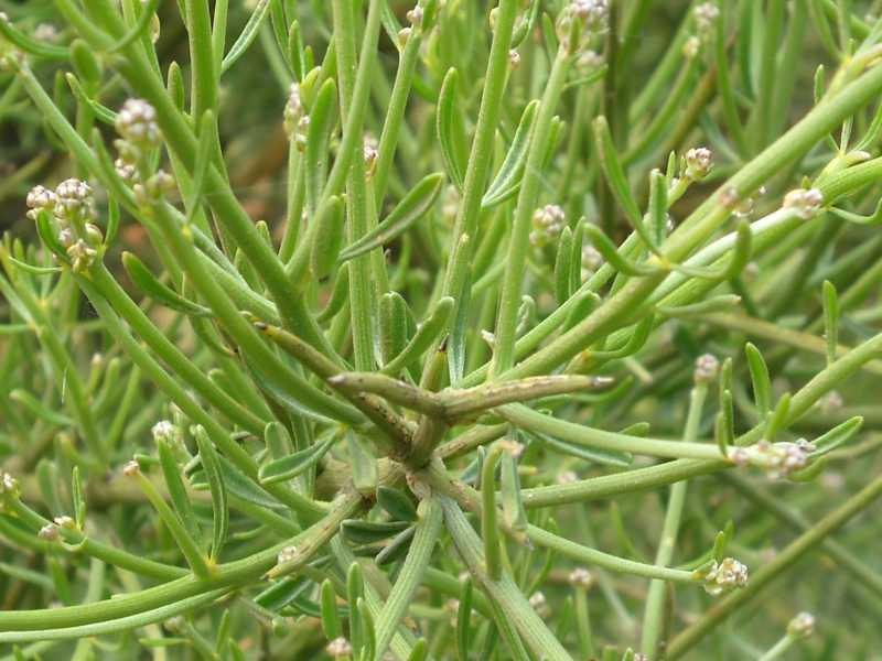 Genista ephedroides / Ginestra efedroide